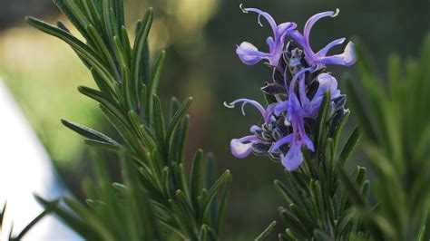 Pianta di Rosmarino in fiore