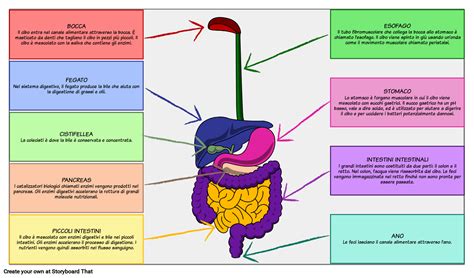 Schema del sistema digestivo e del fegato