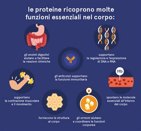 Infografica sui ruoli delle proteine nel corpo umano