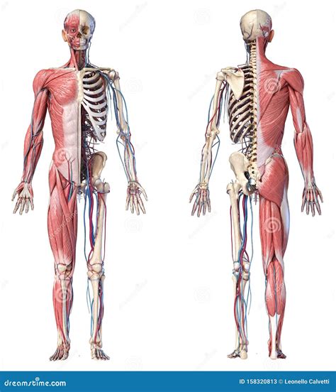 Scheletro umano con evidenziati i muscoli