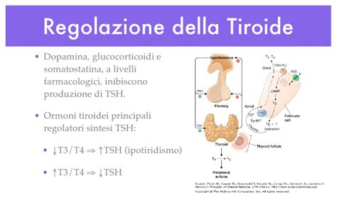 Schema funzione tiroide