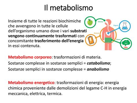 Schema metabolismo corporeo