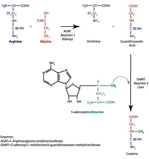Schema del funzionamento della creatina nel corpo