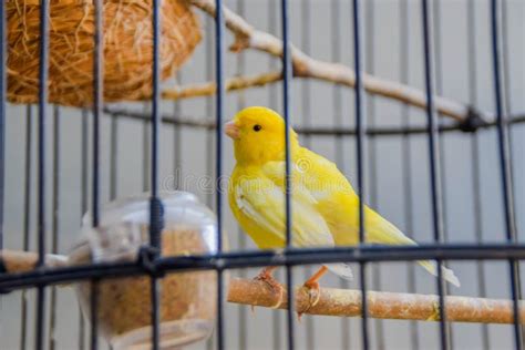 Uccello canarino in una gabbia