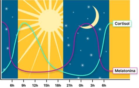 Schema del ciclo circadiano e ruolo della melatonina
