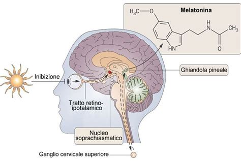 Grafico che mostra la diminuzione della produzione di melatonina con l'età
