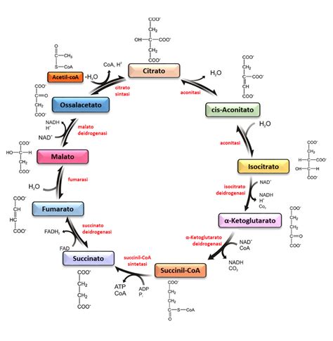 Schema del ciclo di Krebs con evidenza del ruolo del magnesio