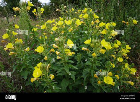 Pianta di Enotera (Oenothera biennis)