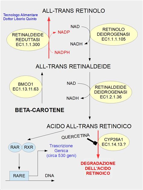 Schema del processo di conversione del retinolo in acido retinoico nella pelle