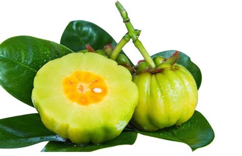 Pianta di Garcinia Cambogia