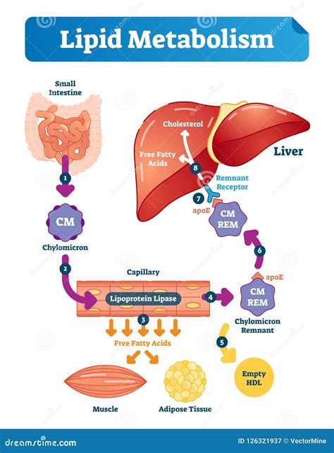 Schema del metabolismo dei lipidi