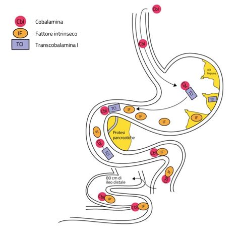Schema del processo di assorbimento della Vitamina B12