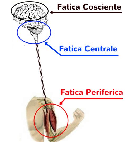 Schema che illustra il meccanismo della fatica centrale e il ruolo dei BCAA
