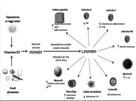 Schema dell'azione della vitamina D sul sistema immunitario