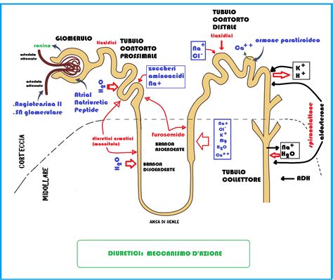 Schema che illustra l'azione dei diuretici sui reni