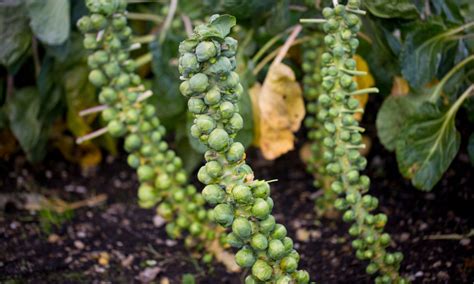 Mappa dell'Europa con evidenziate le zone di coltivazione dei cavoletti di Bruxelles