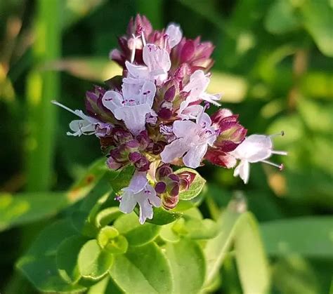 Pianta di origano in fiore
