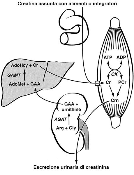 Schema della sintesi della creatina nel corpo umano