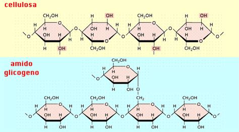 Struttura molecolare dei polisaccaridi del Ganoderma lucidum