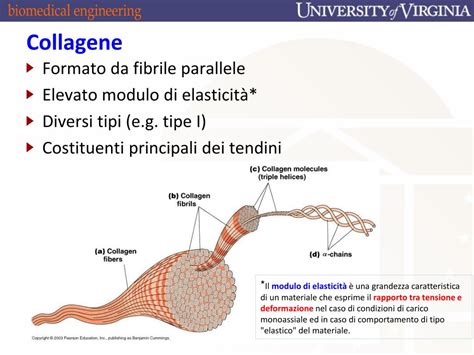 Schema dei tipi di collagene e loro localizzazione nel corpo