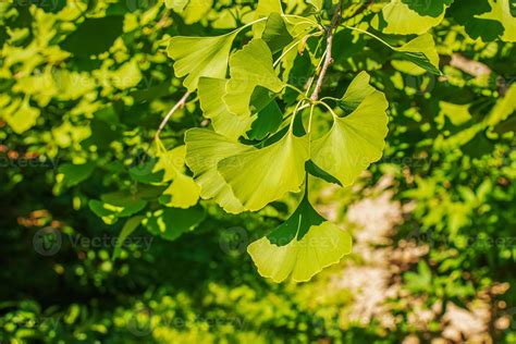 Albero di Ginkgo Biloba con foglie caratteristiche