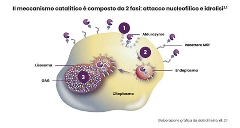 Schema del meccanismo d'azione del Ginkgo Biloba sull'emicrania
