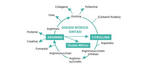 Diagramma del ciclo dell'ossido nitrico (NO)