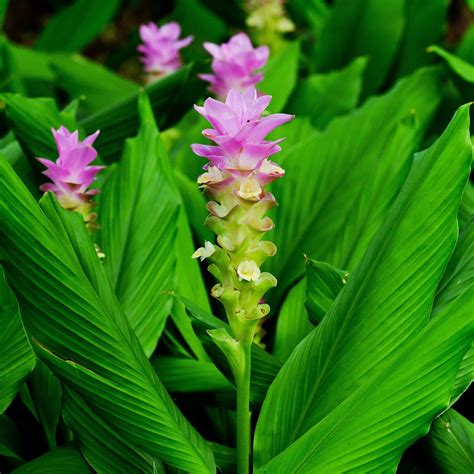 Curcuma longa
