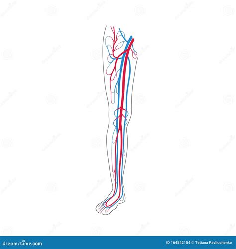 Schema anatomico del sistema circolatorio venoso delle gambe