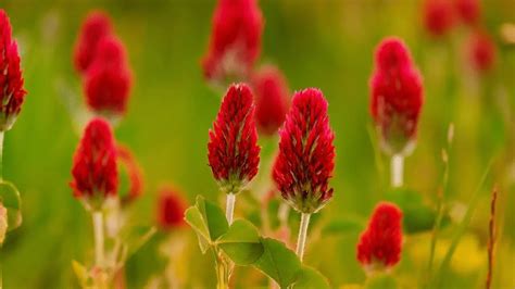 Infografica sui benefici degli isoflavoni del trifoglio rosso