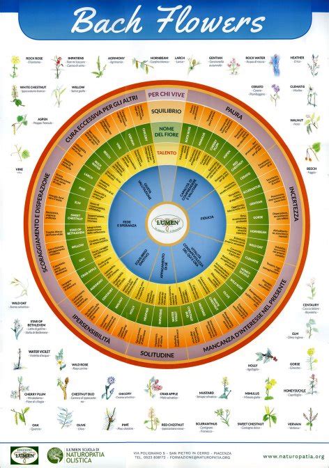 Schema dei 7 gruppi di Fiori di Bach