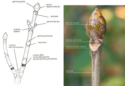 Gemme e germogli di piante