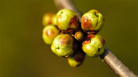 Schema di assunzione dei gemmoderivati