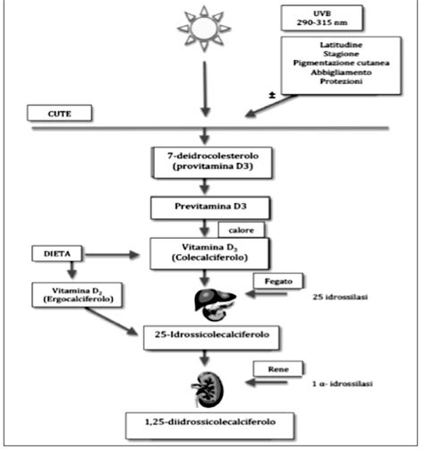 Schema sulla sintesi e azione della Vitamina D