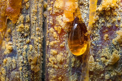 Albero di Boswellia con resina che trasuda dalla corteccia