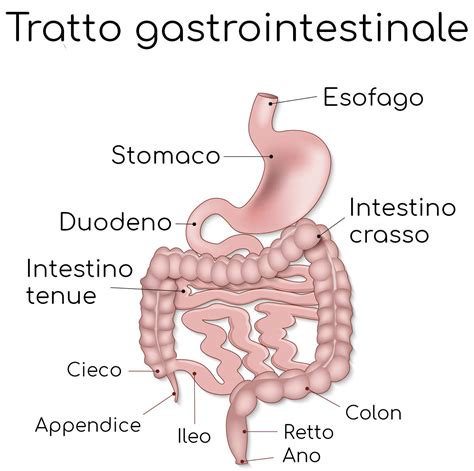 Schema del tratto gastrointestinale umano con evidenziato l'intestino.