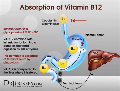 Schema dell'assorbimento della vitamina B12