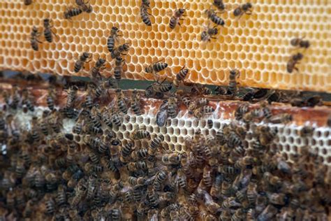 Alveare con api che raccolgono nettare