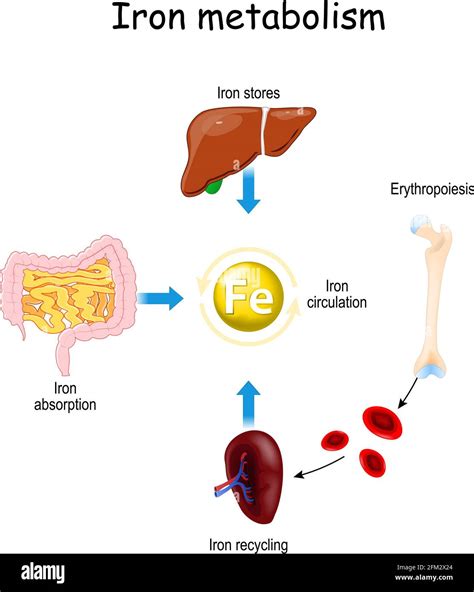 Schema di assorbimento del ferro liposomiale rispetto al ferro tradizionale