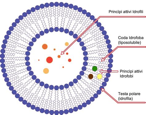 Illustrazione della struttura di un liposoma