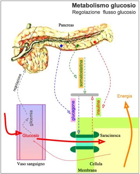 Schema del metabolismo del glucosio e l'azione dell'insulina