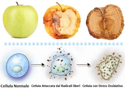 Schema dell'azione dei radicali liberi sulla pelle
