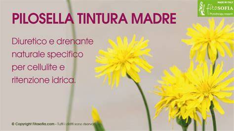 Schema delle proprietà della tintura madre di Pilosella
