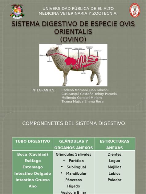 Schema del tratto digestivo di un ovino con evidenziato l'abomaso.