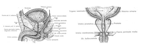 Anatomia della prostata maschile