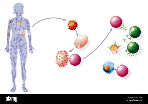Illustrazione del sistema immunitario umano con enfasi sulle vie respiratorie