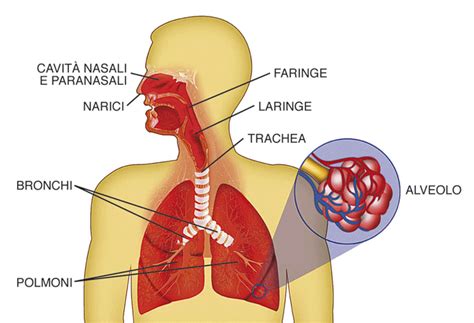 Schema delle vie respiratorie superiori e inferiori nel corpo umano