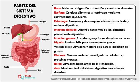 Schema del sistema digestivo e del ruolo del magnesio