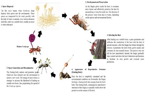 Ciclo vitale del Cordyceps sinensis