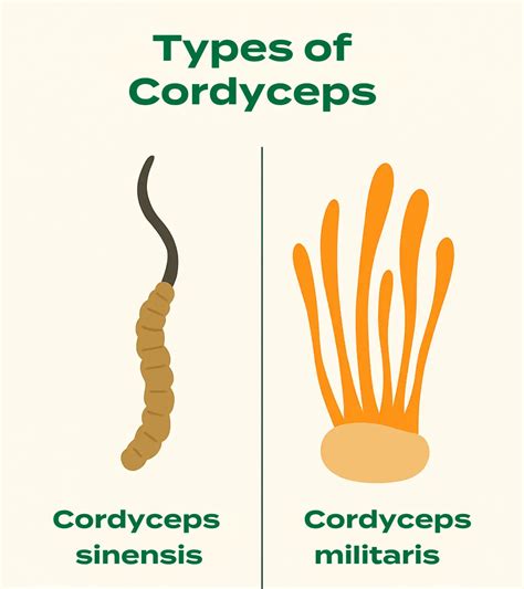 Infografica sui benefici del Cordyceps
